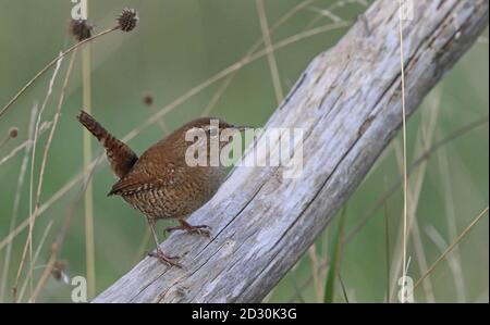 Eurasischer Zaunkönig, Troglodytes troglodytes sitzend mit angehobener Rute Stockfoto