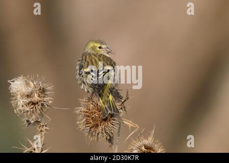 Siskin sitzt im Herbst auf der Distel und isst Keimköpfe Stockfoto