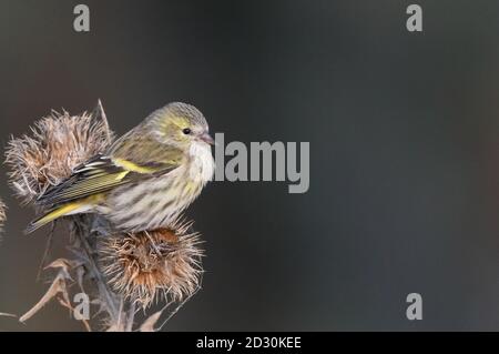 Siskin sitzt im Herbst auf der Distel und isst Keimköpfe Stockfoto