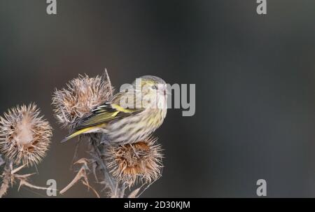 Siskin sitzt im Herbst auf der Distel und isst Keimköpfe Stockfoto