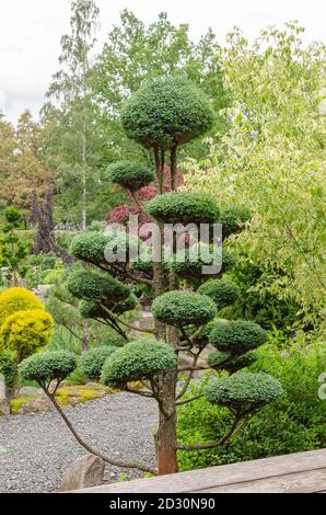 Ein ordentlich getrimmter und gepflegter japanischer Garten. Geformter Nadelbaum. Polen, Europa. Stockfoto