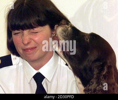 Suchhund Scooby Licks Zollbeamtin Jenny Wood am HM Customs & Excise Stand auf Crufts im NEC in Birmingham. Scooby, ein siebenjähriger englischer springer-Spaniel, wird heute nach viereinhalb Jahren Karriere aus dem aktiven Dienst ausscheiden. *Scooby war einer der erfolgreichsten Drogendetektor Hunde, war verantwortlich für die Unterstützung und den Nachweis zwischen 25m - 30m im Wert von Drogen. Stockfoto