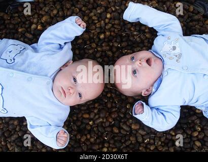 Luke (rechts) und Jack Conroy von Co. Tipperary, die von Millennium Twin, lagen auf einem Eichelbett im Kinderzimmer in Co.Ticklow, Irland. Dies sind die letzten Samen für die 1.2 Millionen Bäume, die im Rahmen des Projekts „Millenniums-Wälder der Menschen“ gepflanzt werden. * eine für jeden Haushalt in Irland. Während des Sommers erhält jeder Haushalt eine Bescheinigung, in der er darüber informiert wird, wo sein Baum gepflanzt wurde. Die Bäume werden an 14 Standorten in ganz Irland gepflanzt, und Familien werden eingeladen, ihre Wälder zu besuchen. Stockfoto