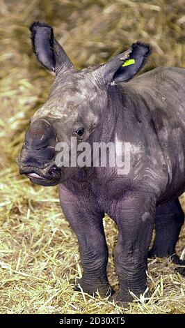 Eine sechs Tage alte weiße Rhino findet ihre Füße im Whipsnade Wild Animal Park. Die Neuzukunft ist eine von 2 weiblichen weißen Nashörnern, die im letzten Monat im Zoo geboren wurden. * die Kälber sind noch nicht benannt, aber die Besucher des Whipsnade Summer Open Abends am Mittwoch, den 28. Juni 2000, haben die Möglichkeit, an einem Wettbewerb teilzunehmen, bei dem das Baby benannt und für ein Jahr adoptieren soll. PA Foto: John Stillwell. Stockfoto