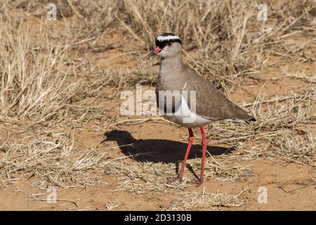 Gekrönter Kiebitz (Vanellus coronatus) Nahaufnahme im trockenen Gras in Südafrika mit Bokeh stehen Hintergrund Stockfoto