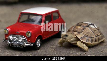 Tiny, eine der neuen ägyptischen Schildkröten, im London Zoo, neben einem kleinen Modell eines Mini Cooper. Die Schildkröten, derzeit nur ca. 5 cm groß, sind Stars der zweiten Serie des BBC1-Dokumentarfilms Zoo. * die Zuschauer werden die sieben ägyptischen Schildkröten sehen können, die in den letzten Monaten geboren wurden. Stockfoto