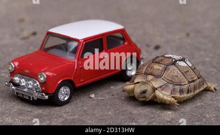 Tiny, eine der neuen ägyptischen Schildkröten im Londoner Zoo, neben einem kleinen Modell eines Mini Cooper. Die Schildkröten sind die Stars der zweiten Serie des BBC1-Dokumentarfilms Zoo. Stockfoto