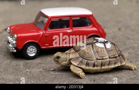 Tiny, eine der neuen ägyptischen Schildkröten im Londoner Zoo, neben einem kleinen Modell eines Mini Cooper. Die Schildkröten, derzeit nur etwa 5 cm groß, sind Stars der zweiten Serie des BBC1-Dokumentarfilms Zoo. * die Zuschauer werden die sieben ägyptischen Schildkröten sehen können, die in den letzten Monaten geboren wurden. Stockfoto