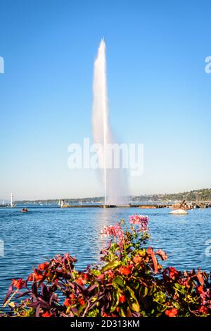 Der Jet d'Eau in der Genfer Bucht, Schweiz, ein 140 Meter hoher Wasserstrahlbrunnen, mit Blumen im Vordergrund an einem sonnigen Sommernachmittag. Stockfoto