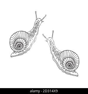 Schnecke Malbuch für Kinder. Cartoon Charakter Spirale dekoratives Element. Anti-Stress-Hintergrund. Lustige Doodle Skizze Stil mit Schnecke. Stock Vektor