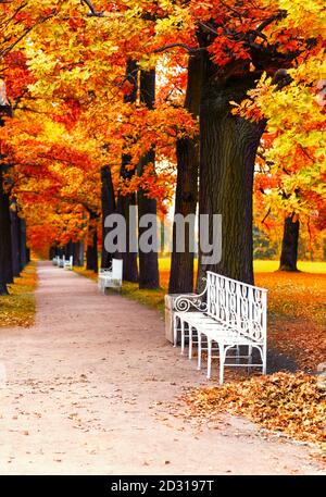 Weiße Bank im Herbstpark unter bunten Herbstbäumen mit goldenen Blättern. Schöner Herbsthintergrund. Stockfoto