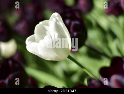 Weiße Tulpe in der Mitte einer schwarzen Wiese Tulpen Stockfoto