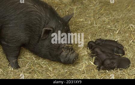 Ein vietnamesisches Topfbauchschwein betrachtet sieben schlafende Ferkel im Heathrow Animal Reception Centre in London. Das Quarantänezentrum des Flughafens wimmelte von winzigen Ferkeln, nachdem unerwartet eine seltene vietnamesische Topfbauchsaue zur Welt kam. * die Mitarbeiter des Heathrow Animal Reception Center hatten keine Ahnung, dass ihre Anklage schwanger war. Die Sau, die am Samstag, 23./06./01, sieben Ferkel zur Welt brachte, ist einer von drei Erwachsenen, die vorübergehend im Zentrum untergebracht werden, bevor sie zur Wiederansiedelung in die RSPCA gebracht werden. Ihr Besitzer war ein New Age Reisender, der von einem Standort in Barnett, im Norden Londons, vertrieben worden war. Stockfoto