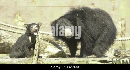 Der Londoner Zoo zeigte seine neueste Attraktion, ein weibliches Sloth Bear-Junge. Noch nicht benannt, wurde er am 4. Februar 2001 geboren, ist fast sechs Monate alt und wiegt etwa 8-10 Kilo. Die Mutter Lanka und ihr Junge sind Ureinwohner Sri Lankas und des indischen Subkontinents. *der Londoner Zoo ist der einzige Ort, an dem man diese bedrohte Art in Großbritannien sehen kann, und die Geburt ist ein großer Schub für das Zuchtprogramm (EEP). Stockfoto