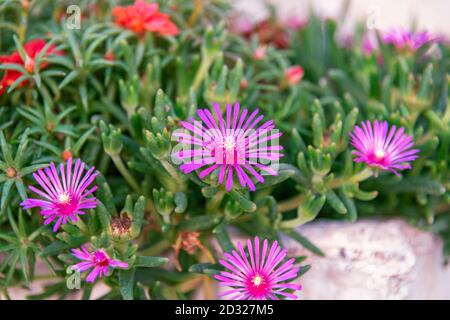 Lila hängenden Eisblume, lampranthus spectabilis. Nahaufnahme Stockfoto