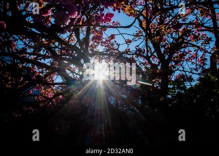 Morgenfrühling Sonnenschein scheint durch blühende Bäume in den beiden Zentren in Bournemouth. 11. April 2014. Foto: Neil Turner Stockfoto