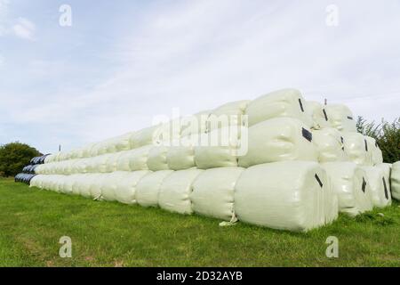 Großer Stapel Heu / Silage Ballen in Kunststoff eingewickelt Stockfoto