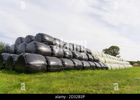 Großer Stapel Heu / Silage Ballen in Kunststoff eingewickelt Stockfoto