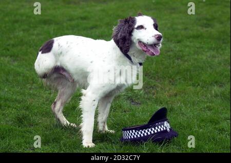 'Snoopy' der Polizeischnifferhund ist nach einer Beinamputation wieder im Einsatz. Der siebenjährige englische springer-Spaniel musste sich vor Weihnachten ein arthritisch infiziertes Bein entfernen lassen, hat sich aber nun vollständig erholt und ist wieder in Betrieb. * mit der Wiltshire Police Force, die in der Hundeabteilung in Devizes basiert. Stockfoto