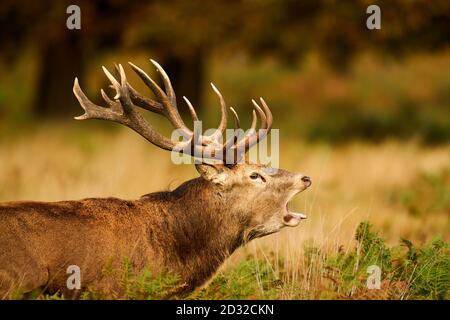 Hirsche in Brunftzeit im Richmond Park, London. Stockfoto