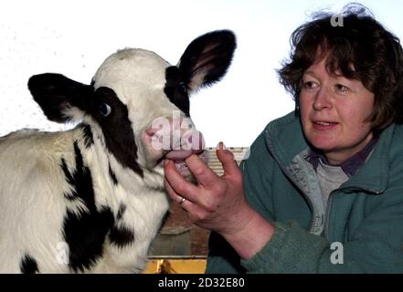 Daphne Browning mit einem einwöchigen Holstein-Kalb namens Meadowside-Journalistin Tina auf ihrer Heathfield Farm in der Nähe von Berkeley, Gloucestershire. Daphne und ihr Mann Patrick haben nach der Schlachtung aller 126 Rinder einen neuen Grund zum Optimismus. * in den Monaten, nachdem die Schlachtmänner gekommen und gegangen waren, arbeiteten die Brownings an der Verbesserung ihrer Farm und bauten eine neue Molkerei, die bereit war, wenn sie wieder aufgefüllt wurden. Im September wurde ihnen alles klar gegeben, aber sie warteten bis November, bevor sie die Kühe wieder auf ihren Hof brachten, als sie nach einer Tur den langen Prozess der Normalisierung begannen Stockfoto