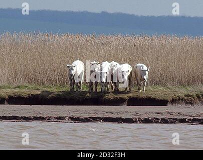 Das Vieh, das auf einer Insel in der Humber-Mündung gefangen ist. Die Charolais-Kühe, die aus ihrer Heimat auf der Faxfleet Hall Farm in der Nähe von Broomfield, East Yorkshire, geflohen waren, waren rund eine Viertelmeile durch Felder marschiert, bevor sie über einen Teil des Flusses Humber schwimmten und sich niederließen. *... auf dem 200 Hektar großen Whitten Sand. Stockfoto