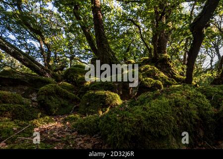 Ty Canol ist ein wunderschöner alter Wald im Herzen von Pembrokeshire, Wales, Großbritannien Stockfoto