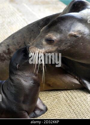 Morgan, der zwei Monate alte Kalifornier Sealion mit seiner Mutter Liz, im Whipsnade Wild Animal Park, Dunstable, Bedfordshire. Morgan, die derzeit 8 Kilo wiegt und 2 Meter lang ist, verbringt Zeit mit Mama. * ... bevor Sie sich dem Rest der Familie in der Sealion-Ausstellung in der Whipsnade anschließen. Der junge Junge wird voraussichtlich auf etwa 2.2 Meter Länge wachsen und etwa 275 Kilogramm wiegen. Stockfoto