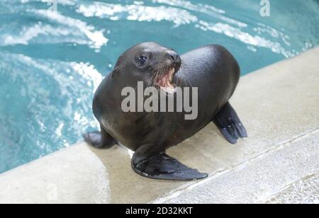 Morgan, der zwei Monate alte Kalifornier Sealion, untersucht seine Umgebung im Whipsnade Wild Animal Park, Dunstable, Bedfordshire. Morgan, der derzeit 8 Kilo wiegt und 2 Meter lang ist, verbringt Zeit mit Mama, Liz. * .... bevor Sie den Rest der Familie in der Sealion Display in Whipsnade. Der junge Junge wird voraussichtlich auf etwa 2.2 Meter Länge wachsen und etwa 275 Kilogramm wiegen. Stockfoto