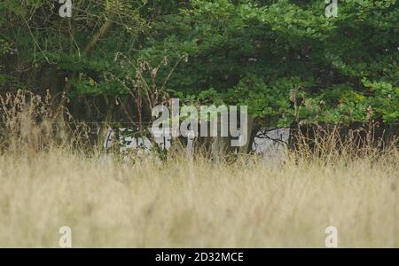 Die Polizei setzt ihre Ermittlungen im Yateley Heath Forest fort, in der Nähe der Flotte in Hampshire, nachdem menschliche Überreste gestern Nachmittag von Mitgliedern der Öffentlichkeit gefunden wurden. Stockfoto