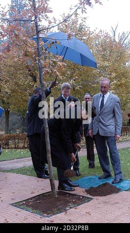 Der ehemalige südafrikanische Präsident Nelson Mandela, geschützt von einem Regenschirm, pflanzt eine Eiche bei einem Besuch im Grab von Diana, Prinzessin von Wales, in Althorp, Northamptonshire, wo er ihren Bruder Earl Spencer (hinten) traf. * Herr Mandela, 84, legte während des Besuchs auch einen Kranz an der Beerdigungsstätte der Insel nieder und diskutierte mit Earl Spencer über ein neues Wohltätigkeitsprojekt. Stockfoto