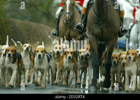 Ein Jagdhund begleitet das Pferd des Meisters der Hunde zu Beginn der Cheshire Forest Hunt im Dorf Lach Denis bei Northwich. * schätzungsweise 250,000 Menschen versammelten sich im ganzen Land für das, was könnte die letzte traditionelle Boxing Day Jagd Treffen in ihrer jetzigen Form sein. Ein neues Jagdgesetz, das Anfang dieses Monats von der Regierung eingeführt wurde, wird, wenn es Gesetz wird, die Natur der Jagd mit Jagdhunden für immer verändern. *1/11/03: Hunderte von Jagdfans aus dem ganzen Land haben ihre Unterstützung für eine Kampagne des Trotzes gegen jedes zukünftige Verbot der Fuchsjagd versprach. Stockfoto