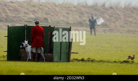 Windhunde werden einem Hasen nachjagen, während die Zuschauer am Eröffnungstag des Waterloo Cups, dem größten Event der Hasen-Coursing-Saison, auf die Jagd gehen. Die Veranstaltung findet über drei Tage in Altcar, in der Nähe von Formby, Lancashire statt. *..began in trotziger Stimmung als Organisatoren die Aussicht auf die Sportverbote im nächsten Jahr konfrontiert, wenn die Jagd Bill Gesetz wird. Stockfoto