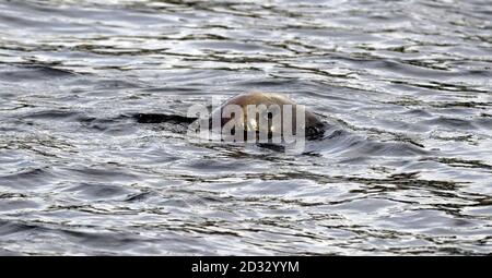 Die zweijährige Graurobbe, die im River Leven den Spitznamen Andre erhielt, Balloch, West Dunbartonshire, wo die Robbe die Fischer durch Lachsschnappen im Fluss ärgerte, übertraf Taucher weiterhin, die versuchten, ihn zu fangen und in eine Kolonie in freier Wildbahn zurückzubringen. * das Team, das von der Scottish Society for the Prevention of Cruelty to Animals (SSPCA) zusammengetragen wurde, hat Andre einen anderen Spitznamen gegeben - Houdini - als Hommage an seine Ausgebenheit. **21/04/03 Taucher rührten sich an, um einen neuen Versuch zu machen, eine schwer fassbare Robbe zu fangen, um sie an eine Kolonie in freier Wildbahn zurückzugeben. Graue Robbe, Andre, scheint nicht bereit zu nehmen Stockfoto