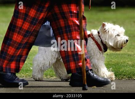 Einer von mehr als 3,000 Hunden, die an einem Weltrekord-Hundewanderversuch im Royal Highland Centre in Edinburgh teilnehmen. Danny, die Pekinese Best in Show bei Crufts, wird dieses Jahr die Hauptattraktion sein. *..die Veranstaltung wird Mittel für das Small Animal Hospital UIltrasound Appeal der Universität Edinburgh sammeln. Stockfoto