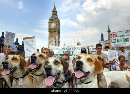 Hunde versammeln sich, während ihre Besitzer sich Hunderten anderer pro-jagenden Demonstranten vor den Houses of Parliament in Westminster, London, anschließen. Das Unterhaus wird die dritte Lesung des umstrittenen Jagdgesetzes der Regierung hören. 15/9/04: Hunde versammeln sich, während ihre Besitzer sich vor dem Parlamentsgebäude in Westminster, London, hunderten von anderen pro-jagenden Demonstranten anschließen.Tausende von pro-jagenden Demonstranten werden heute im Parlament eintreffen, während die Abgeordneten über einen umstrittenen Gesetzentwurf abstimmen, der schließlich Fuchsjagd und Hase-Coursing in England und Wales verbieten könnte. Stockfoto