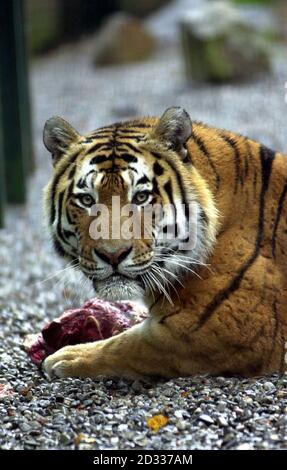 Turlough, ein Amur-Tiger (auch bekannt als der Sibirische Tiger), nachdem er im Dublin Zoo, Irland, gefüttert wurde. Dublin Zoo ist Teilnehmer der 2002/2003 European Association of Zoos and Aquaria Tiger Campaign, um Geld für die Erhaltung von Tigern in der Wildnis zu sammeln und hofft, 50,000 Euro dafür zu sammeln. Der Amurtiger, der die größte der Großkatzen ist, steht heute vor dem Aussterben mit nur schätzungsweise 150-300 noch in freier Wildbahn lebenden Tieren, obwohl mehr als die lebende Gefangenschaft sind. Stockfoto