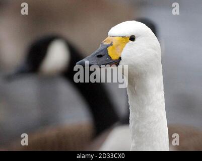 Bewick's Swan am Swan Lake wartet auf das Nachmittags-Futter im Wildfowl and Wetlands Trust, Slimbridge, Gloucestershire. Die Vögel ziehen aus dem arktischen Russland in den Winter bei Slimbridge über eine Reise von 2,000 Meilen mit den meisten wieder Jahr für Jahr. Die ersten Bewick's kamen für diesen Winter Mitte Oktober an und sind jetzt über 260 eine Menge, die steigen wird, wenn das Wetter kälter wird. Sir Peter Scott, der 1946 den Wildfowl and Wetlands Trust (WWT) gründete, entdeckte, dass Bewicks Schwäne individuell an ihren Billingsmustern erkannt werden können. Stockfoto