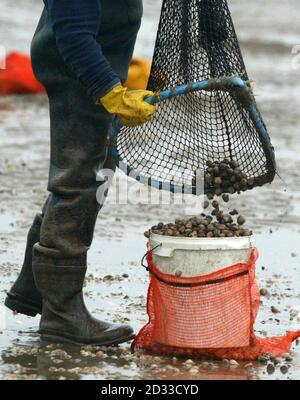 Cockle Picker kehrten zurück, um am Sand von Morcambe Bay, Lancashire, zu arbeiten, wo 19 chinesische Arbeiter ertrunken waren. Etwa 100 Pflücker, einige zu Fuß und andere auf Traktoren und Quad-Bikes, versammelten sich entlang der Küste von Bolton-le-Sands in der Nähe der HEST Bank, nachdem die Polizei von Lancashire das Gebiet nicht mehr zum Tatort erklärt hatte. Stockfoto