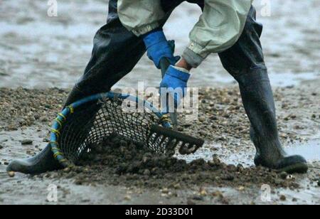 Cockle Picker, die zur Arbeit zurückkehrten, am Sand von Morcambe Bay, Lancashire, wo 19 chinesische Arbeiter ertrunken waren. Etwa 100 Pflücker, einige zu Fuß und andere auf Traktoren und Quad-Bikes, versammelten sich entlang der Küste von Bolton-le-Sands in der Nähe der HEST Bank, nachdem die Polizei von Lancashire das Gebiet nicht mehr zum Tatort erklärt hatte. Stockfoto