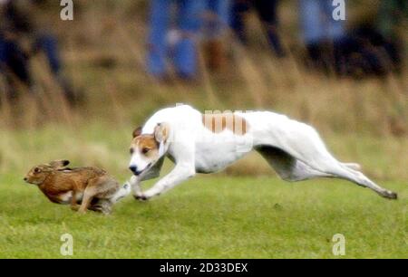 Ein Windhund jagt einen Hasen während des 157. Waterloo Cup auf dem Altcar Anwesen bei Formby, Lancashire. Der umstrittene Waterloo Cup ist Großbritanniens größtes Hase Coursing Event. Stockfoto