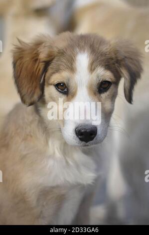 Zuvor unveröffentlichtes Bild vom 12/03/14 von Seble, dem acht Wochen alten Welpen, der gerettet wurde und in der Nowzad Dogs Charity in Kabul, Afghanistan, wiederaufgenommen werden soll, einer britischen Charity, die 2007 vom ehemaligen Royal Marine Sergeant Pen Farthing gegründet wurde. Stockfoto