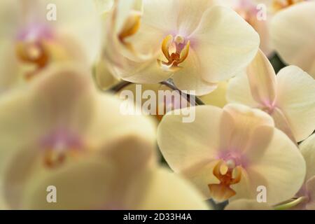 Dichtes Bouquet Der Gelben Phalaenopsis Orchidee Stockfoto