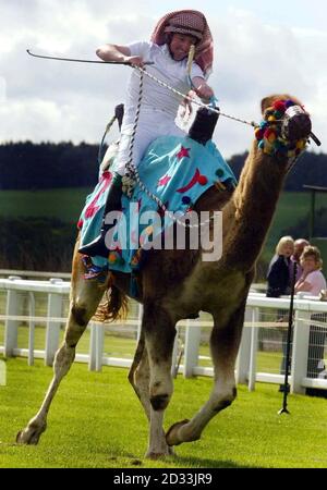 Tony Dobbin übernimmt die Kontrolle über sein neues Mount Omar während des IRN-BRU Taste of Scotland Marathon Camel Racing auf der Perth Racecourse. Omar wurde Zweiter des Siegers Humphrey, das Kamelrennen fand im Rahmen eines Familientages vor dem Hauptsprungrennen statt. Stockfoto