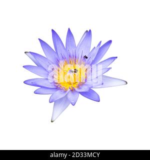 Lila Lotusblumen, die in voller Blüte sind, zeigt schöne Staubgefäße isoliert auf weißem Hintergrund, mit Clipping Pfad. Stockfoto