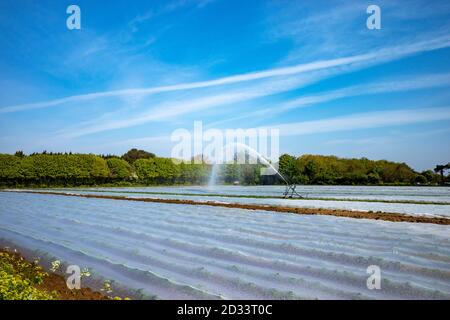 Kartoffel-Anbau unter Vlies Stockfoto