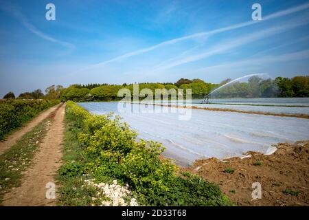 Kartoffel-Anbau unter Vlies Stockfoto