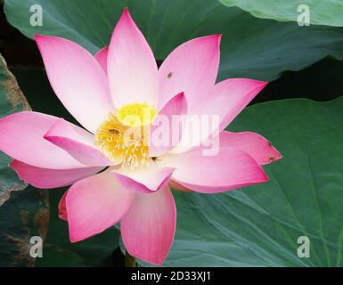 Lotus ist die Wasserpflanze. Sie hat breite, schwebende Blätter und leuchtend duftende Blüten. Die Blätter und Blüten schweben und haben lange Stiele, die Luft enthalten Stockfoto