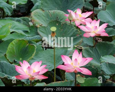 Lotus ist die Wasserpflanze. Sie hat breite, schwebende Blätter und leuchtend duftende Blüten. Die Blätter und Blüten schweben und haben lange Stiele, die Luft enthalten Stockfoto