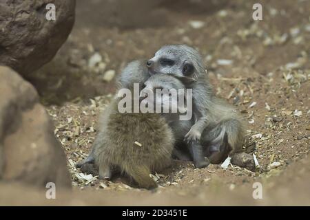 Zwei Wochen alte Erdmännchen, noch unbenannt, huddeln sich in ihrem Gehege in den Bristol Zoo Gardens zusammen. Stockfoto
